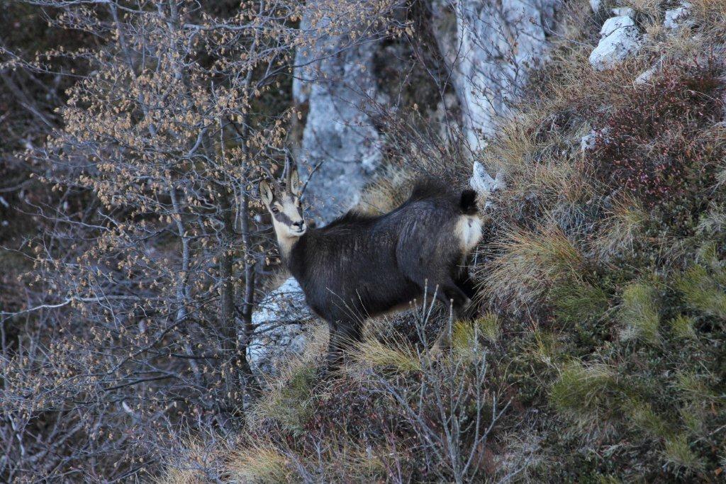 Qualche camoscio  trentino